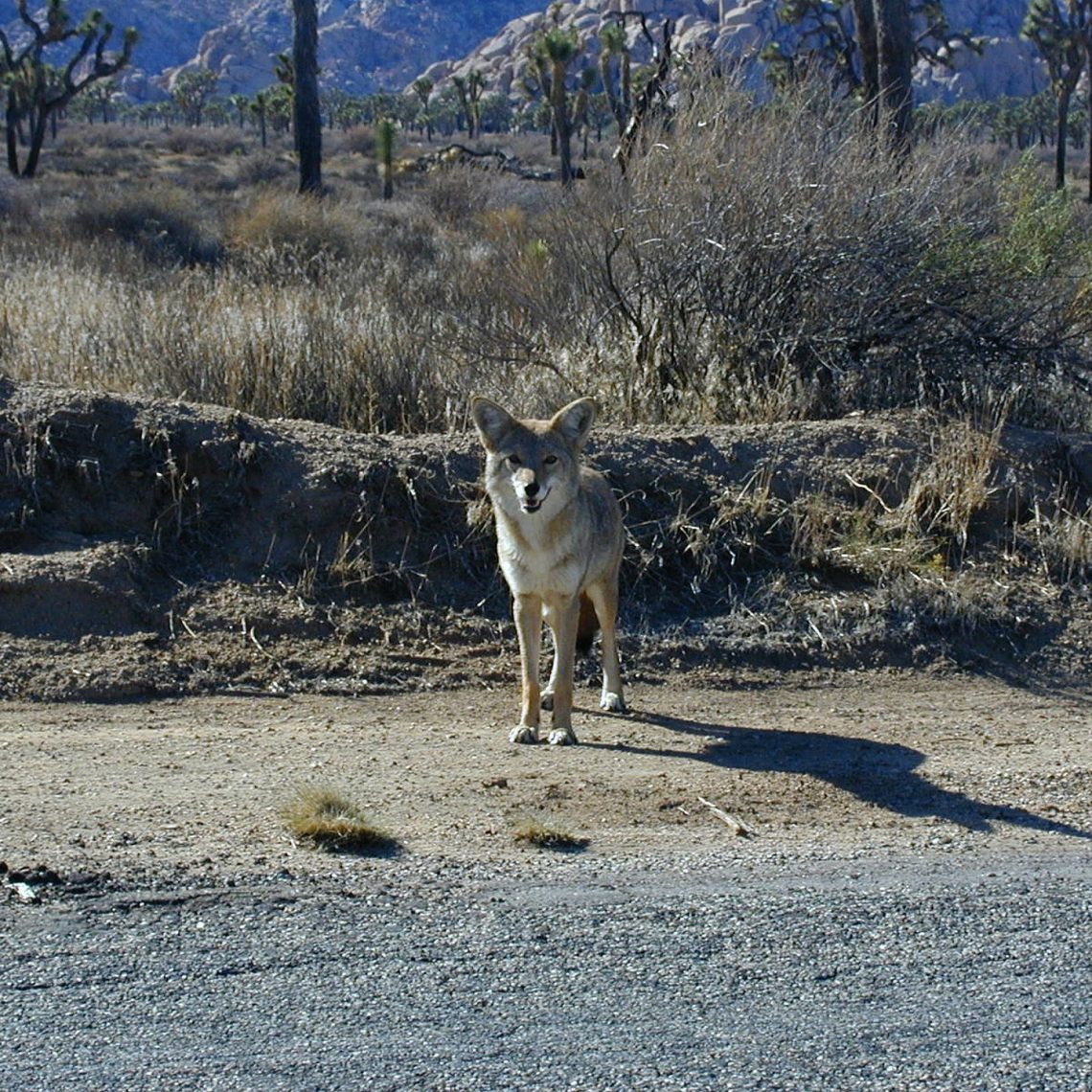 coyote-g4b407fb14_1920